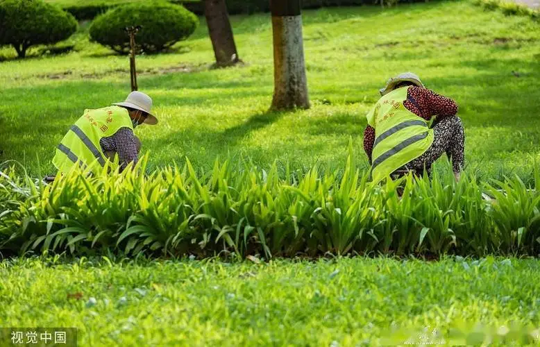 冷水江城市绿化带种植什么植物比较好